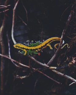 Lost Lust Supply Salamander Large Pin Enamel Pins + Buttons